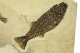 Multiple Fossil Fish (Mioplosus & Cockerellites) - Wall Mount #299854-1